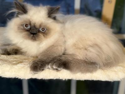 Zander - Himalayan - Gallery Photo #1