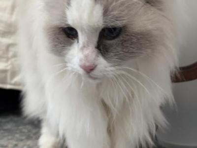 Mina - Ragdoll - Gallery Photo #1