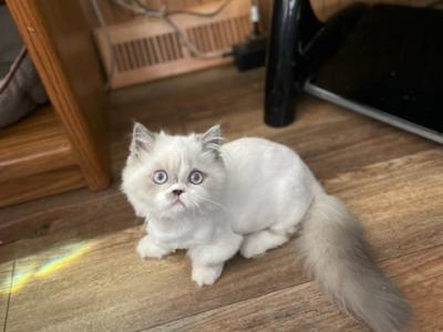 Mortimer - Munchkin - Gallery Photo #1