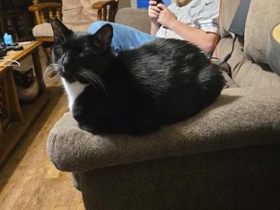 Bo - Domestic - Gallery Photo #1