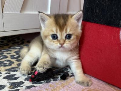 Tom - British Shorthair - Gallery Photo #1