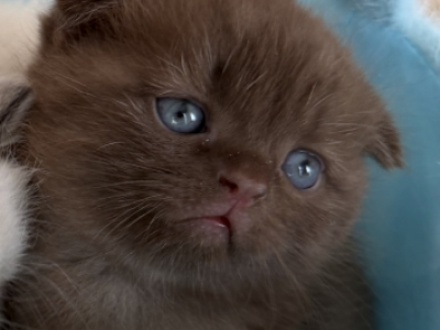 Teddy - Scottish Fold - Gallery Photo #1