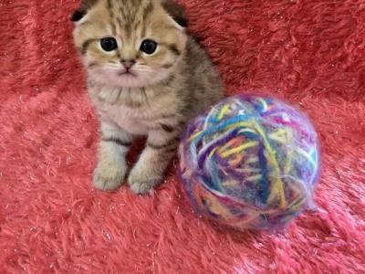 Leo2 - Scottish Fold - Gallery Photo #1
