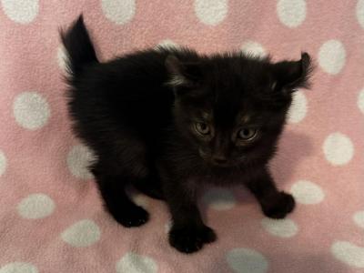 Highlander Kity 5d - Highlander - Gallery Photo #1