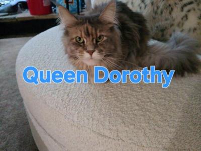 Queen Dorothy's Kittens - Maine Coon - Gallery Photo #1