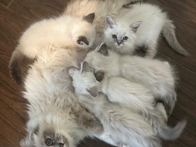 Fergie & Galileo 3 - Birman - Gallery Photo #1