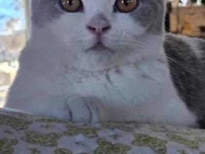 Ava - British Shorthair - Gallery Photo #1