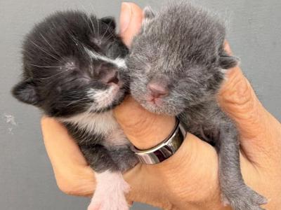 Half Siamese Kittens - Domestic - Gallery Photo #1