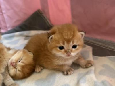 Golden British - British Shorthair - Gallery Photo #1