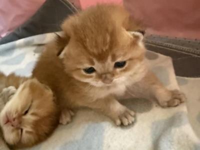 Golden British - British Shorthair - Gallery Photo #1