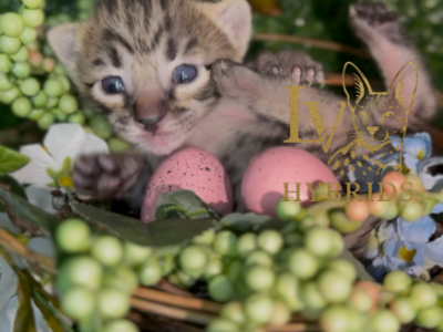 Cloud F5 SBT Female - Savannah - Gallery Photo #1