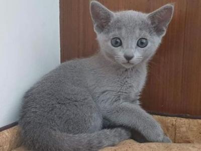 Russian Blues To New Homes - Russian Blue - Gallery Photo #1