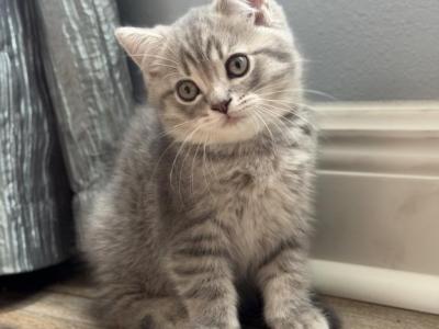 Silver Scottish Straight Boy - Scottish Straight - Gallery Photo #1