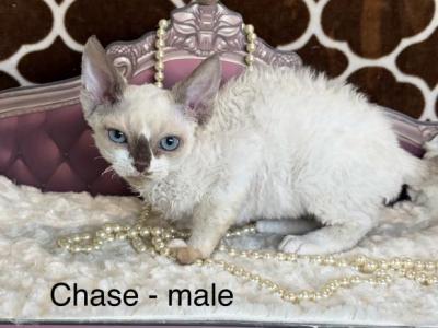 Chase - Devon Rex - Gallery Photo #1