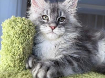 Silver Maine Coon Kitten - Maine Coon - Gallery Photo #1