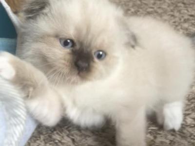 Moonstone - Scottish Fold - Gallery Photo #1