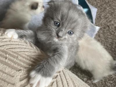 Moondust - Scottish Fold - Gallery Photo #1
