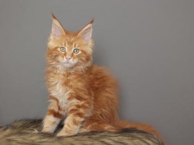 Simba - Maine Coon - Gallery Photo #1