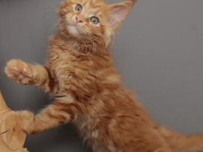 Mufasa - Maine Coon - Gallery Photo #1