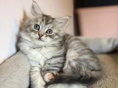 Silver Torti Girl - Siberian - Gallery Photo #1