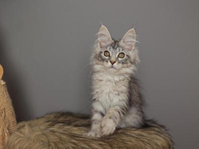 Leon - Maine Coon - Gallery Photo #1