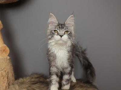 Lionel - Maine Coon - Gallery Photo #1
