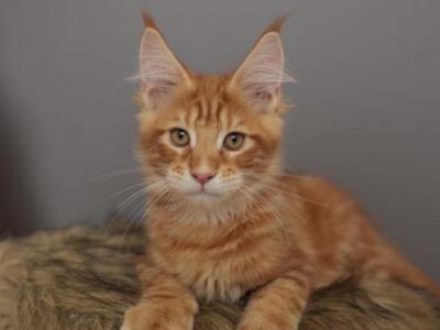 Chester - Maine Coon - Gallery Photo #1