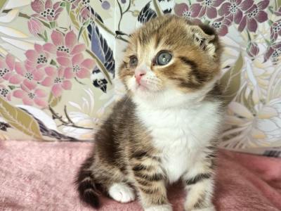 Chloe - Scottish Fold - Gallery Photo #1