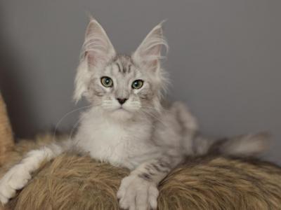 Lumi - Maine Coon - Gallery Photo #1