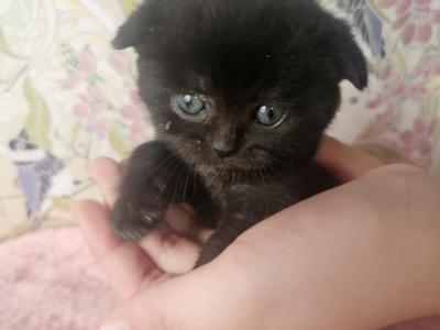 Roxy - Scottish Fold - Gallery Photo #1