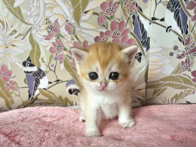 Darla - British Shorthair - Gallery Photo #1
