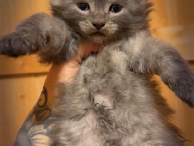 Purple Collar - Maine Coon - Gallery Photo #1