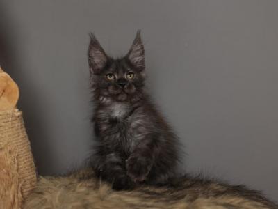 Drake - Maine Coon - Gallery Photo #1