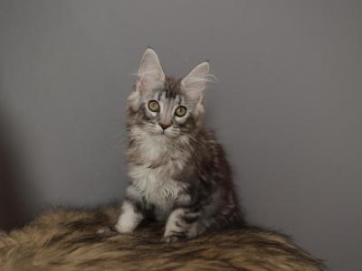 Chase - Maine Coon - Gallery Photo #1