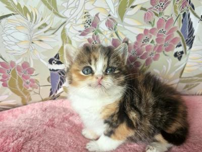 Bella - British Shorthair - Gallery Photo #1