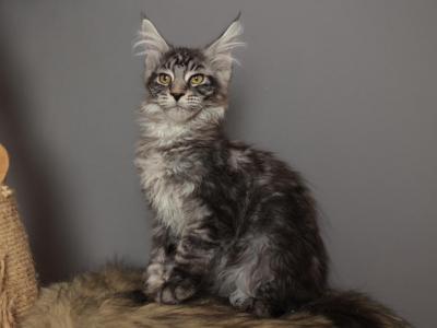 Richard - Maine Coon - Gallery Photo #1