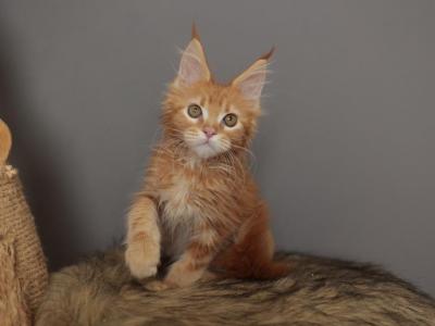 Peach - Maine Coon - Gallery Photo #1