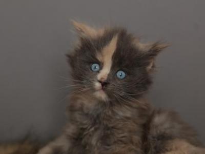 Alice - Maine Coon - Gallery Photo #1