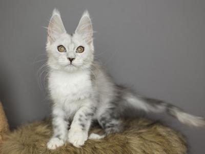 Vivienne - Maine Coon - Gallery Photo #1