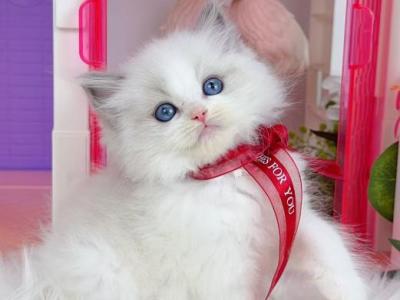 R126 - Ragdoll - Gallery Photo #1