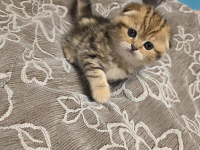 Elvira - Scottish Fold - Gallery Photo #1