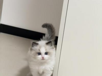001 - Ragdoll - Gallery Photo #1