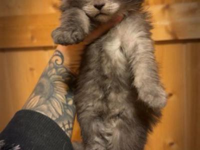 Magenta Collar - Maine Coon - Gallery Photo #1