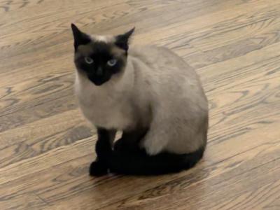 Pretty - Siamese - Gallery Photo #1