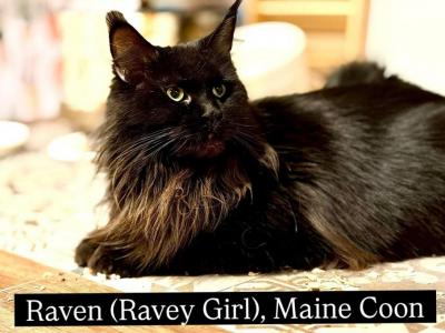 Raven - Maine Coon - Gallery Photo #1