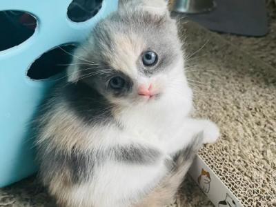Mimosa - Scottish Fold - Gallery Photo #1