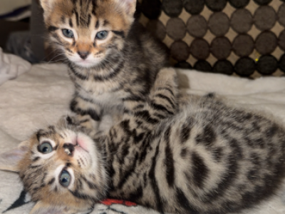 Bangels - Bengal - Gallery Photo #1
