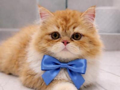 Leo - Persian - Gallery Photo #1