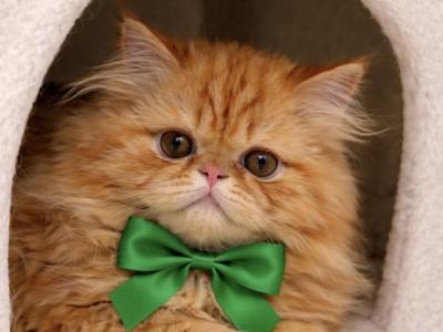 Teddy - Persian - Gallery Photo #1