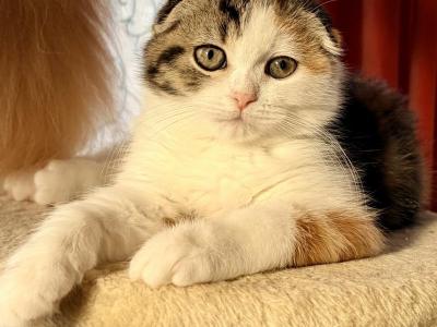 Gianna - Scottish Fold - Gallery Photo #1